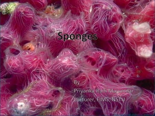 Porifera phylum