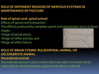 ROLE OF DIFFERENT REGIONS OF NERVOUS SYSTEMS IN
MAINTENANCE OF POSTURE
Role of spinal cord: spinal animal
Effects of spinal cord transaction:
The effects produced by complete spinal cord transaction occur in three
stages:
•Stage of spinal shock,
•Stage of reflex activity, and
•Stage of reflex failure.
ROLE OF BRAIN STEMM: BULBOSPINAL ANIMAL OR
DECEREBRATE ANIMAL
Decerebrate animal
Decerebrate animal is one in whom the brain stem is transected at
intercollicular level (between superior and inferior colliculi).
 