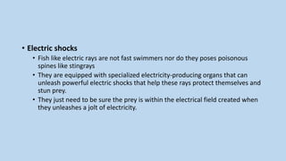 • Electric shocks
• Fish like electric rays are not fast swimmers nor do they poses poisonous
spines like stingrays
• They are equipped with specialized electricity-producing organs that can
unleash powerful electric shocks that help these rays protect themselves and
stun prey.
• They just need to be sure the prey is within the electrical field created when
they unleashes a jolt of electricity.
 