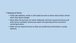 • Staying at home
• Fishes like tilefishes reside in self-made burrows to where these fishes retreat
when they detect danger.
• Most often the burrows are rather elaborate and have several entrances and
exits hence a predator cannot just watch one opening and be ensured of
cornering its prey.
• Other do not require burrow as they can quickly bury themselves in sandy
bottoms.
 