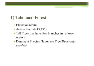 1) Tabonuco Forest
•  Elevation 600m
•  Acres covered (13,335)
•  Tall Trees that have few branches in its lower
regions
•  Dominant Species: Tabonuco Tree(Dacryodes
excelsa)
 