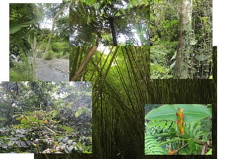 El yunque vs. guanica dry forest