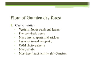 Flora of Guanica dry forest
1.  Characteristics
▫  Vestigial flower petals and leaves
▫  Photosynthetic stems
▫  Many thorns, spines and prickles
▫  Semelparity and iteroparity
▫  CAM photosynthesis
▫  Many shrubs
▫  Most trees(maximum height)- 5 meters
 