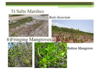 5) Salts Marshes
Batis-Sesuvium
6)Fringing Mangroves
Button Mangrove
 