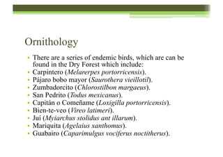 Ornithology
•  There are a series of endemic birds, which are can be
found in the Dry Forest which include:
•  Carpintero (Melarerpes portorricensis).
•  Pájaro bobo mayor (Saurothera vieillotil).
•  Zumbadorcito (Chlorostilbon margaeus).
•  San Pedrito (Todus mexicanus).
•  Capitán o Comeñame (Loxigilla portorricensis).
•  Bien-te-veo (Vireo latimeri).
•  Juí (Myiarchus stolidus ant illarum).
•  Mariquita (Agelaius xanthomus).
•  Guabairo (Caparimulgus vociferus noctitherus).
 