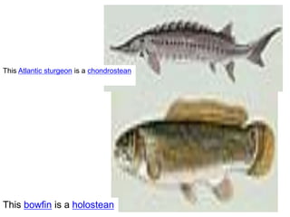 This Atlantic sturgeon is a chondrostean
This bowfin is a holostean
 