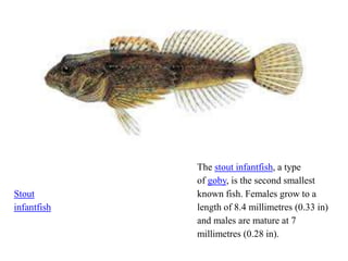 Stout
infantfish
The stout infantfish, a type
of goby, is the second smallest
known fish. Females grow to a
length of 8.4 millimetres (0.33 in)
and males are mature at 7
millimetres (0.28 in).
 