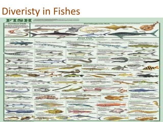 Diveristy in Fishes
 