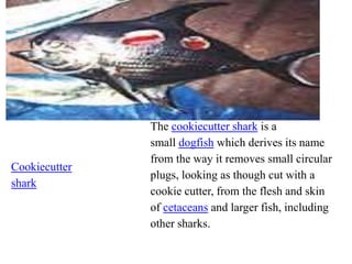 Cookiecutter
shark
The cookiecutter shark is a
small dogfish which derives its name
from the way it removes small circular
plugs, looking as though cut with a
cookie cutter, from the flesh and skin
of cetaceans and larger fish, including
other sharks.
 