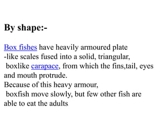 By shape:-
Box fishes have heavily armoured plate
-like scales fused into a solid, triangular,
boxlike carapace, from which the fins,tail, eyes
and mouth protrude.
Because of this heavy armour,
boxfish move slowly, but few other fish are
able to eat the adults.
 