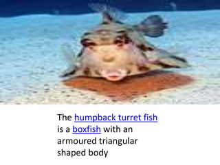 The humpback turret fish
is a boxfish with an
armoured triangular
shaped body
 