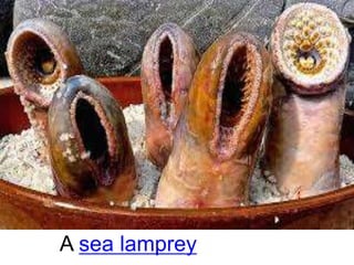 A sea lamprey
 