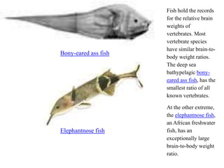 Bony-eared ass fish
Fish hold the records
for the relative brain
weights of
vertebrates. Most
vertebrate species
have similar brain-to-
body weight ratios.
The deep sea
bathypelagic bony-
eared ass fish, has the
smallest ratio of all
known vertebrates.
Elephantnose fish
At the other extreme,
the elephantnose fish,
an African freshwater
fish, has an
exceptionally large
brain-to-body weight
ratio.
 