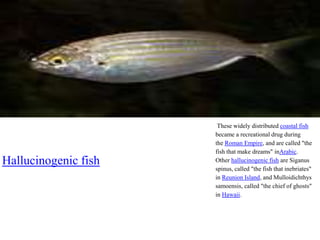 Hallucinogenic fish
These widely distributed coastal fish
became a recreational drug during
the Roman Empire, and are called "the
fish that make dreams" inArabic.
Other hallucinogenic fish are Siganus
spinus, called "the fish that inebriates"
in Reunion Island, and Mulloidichthys
samoensis, called "the chief of ghosts"
in Hawaii.
 