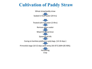 Cultivation of Paddy Straw
Wheat straw/paddy straw
Soaked in fresh water (24 hrs)
Treated with hot water (2-4hrs)
Remove excess water
Mixed 5% wheat bran
Spawning @ 4%
Casing on bamboo platform in poly bags. (14-16 days )
Primordial stage (10-12 days )with temp (30-35°C) &RH (85-90%).
Harvesting
Crop
 