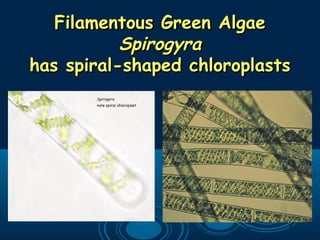 Filamentous Green AlgaeFilamentous Green Algae
SpirogyraSpirogyra
has spiral-shaped chloroplastshas spiral-shaped chloroplasts
 