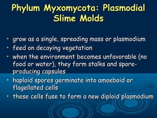 Phylum Myxomycota: PlasmodialPhylum Myxomycota: Plasmodial
Slime MoldsSlime Molds
• grow as a single, spreading mass or plasmodiumgrow as a single, spreading mass or plasmodium
• feed on decaying vegetationfeed on decaying vegetation
• when the environment becomes unfavorable (nowhen the environment becomes unfavorable (no
food or water), they form stalks and spore-food or water), they form stalks and spore-
producing capsulesproducing capsules
• haploid spores germinate into amoeboid orhaploid spores germinate into amoeboid or
flagellated cellsflagellated cells
• these cells fuse to form a new diploid plasmodiumthese cells fuse to form a new diploid plasmodium
 