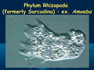 Phylum RhizopodaPhylum Rhizopoda
(formerly Sarcodina) : ex.(formerly Sarcodina) : ex. AmoebaAmoeba
 