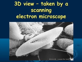 3D view – taken by a3D view – taken by a
scanningscanning
electron microscopeelectron microscope
 