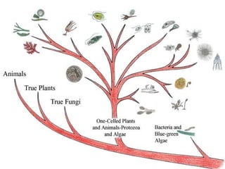 Protista 