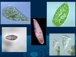 Protista 