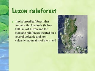 Luzon rainforest 
ه moist broadleaf forest that 
contains the lowlands (below 
1000 m) of Luzon and the 
montane rainforests located on a 
several volcanic and non-volcanic 
mountains of the island 
 