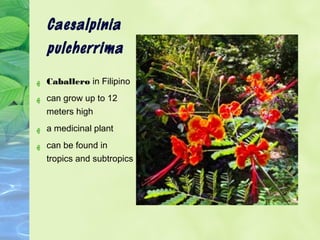 Caesalpinia 
pulcherrima 
ه Caballero in Filipino 
ه can grow up to 12 
meters high 
ه a medicinal plant 
ه can be found in 
tropics and subtropics 
 