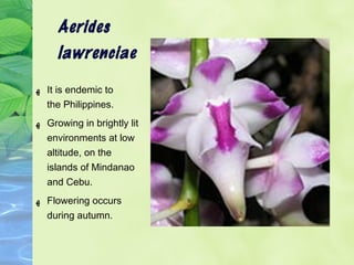 Aerides 
lawrenciae 
ه It is endemic to 
the Philippines. 
ه Growing in brightly lit 
environments at low 
altitude, on the 
islands of Mindanao 
and Cebu. 
ه Flowering occurs 
during autumn. 
 