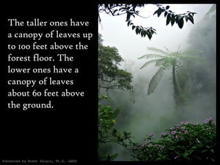 The taller ones have a canopy of leaves up to 100 feet above the forest floor. The lower ones have a canopy of leaves about 60 feet above the ground. Presented by Brent Daigle, Ph.D. (ABD) 