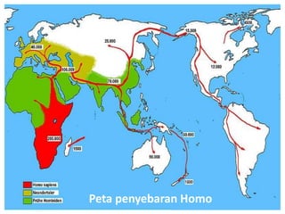 Peta penyebaran Homo
 