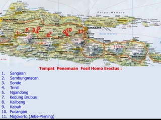 Tempat Penemuan Fosil Homo Erectus :
1. Sangiran
2. Sambungmacan
3. Sonde
4. Trinil
5. Ngandong
7. Kedung Brubus
8. Kalibeng
9. Kabuh
10. Pucangan
11. Mojokerto (Jetis-Perning)
 