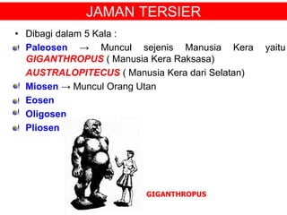 JAMAN TERSIER
• Dibagi dalam 5 Kala :
• Paleosen → Muncul sejenis Manusia Kera yaitu
GIGANTHROPUS ( Manusia Kera Raksasa)
AUSTRALOPITECUS ( Manusia Kera dari Selatan)
Miosen → Muncul Orang Utan
Eosen
Oligosen
Pliosen
GIGANTHROPUS
 