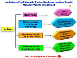 Jenis-jenis Fosil Manusia Purba (Berdasar Lapisan Tanah)
Menurut Von Koeningswald
Lapisan
Holocen
Pleistosen Atas
( Lap. Fauna
Ngandong)
Pleistosen Bawah
( Lap. Fauna Jetis)
Pleistosen Tengah
(Lap. Fauna Trinil)
Jenis manusia purba di Indonesia
 