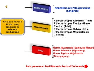 Jenis-jenis Manusia
Purba yang
ditemukan di
Indonesia
ada tiga jenis
Meganthropus Paleojavanicus
(Sangiran)
Pithecanthropus Robustus (Trinil)
Pithecanthropus Erectus (Homo
Erectus) (Trinil)
Pithecanthropus Dubius (Jetis)
Pithecanthropus Mojokertensis
(Perning)
Homo Javanensis (Sambung Macan)
Homo Soloensis (Ngandong)
Homo Sapiens Wajakensis
(Tulungagung)
Peta penemuan Fosil Manusia Purba di Indonesia
 