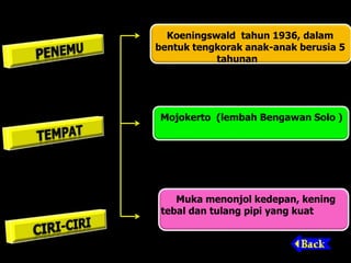 Koeningswald tahun 1936, dalam
bentuk tengkorak anak-anak berusia 5
tahunan
Mojokerto (lembah Bengawan Solo )
Muka menonjol kedepan, kening
tebal dan tulang pipi yang kuat
 