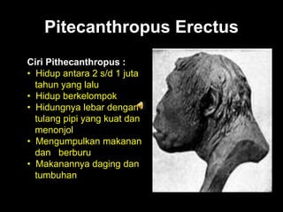 Pitecanthropus Erectus
Ciri Pithecanthropus :
• Hidup antara 2 s/d 1 juta
tahun yang lalu
• Hidup berkelompok
• Hidungnya lebar dengan
tulang pipi yang kuat dan
menonjol
• Mengumpulkan makanan
dan berburu
• Makanannya daging dan
tumbuhan
 