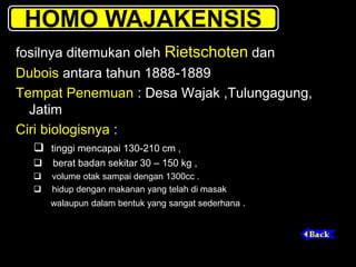 fosilnya ditemukan oleh Rietschoten dan
Dubois antara tahun 1888-1889
Tempat Penemuan : Desa Wajak ,Tulungagung,
Jatim
Ciri biologisnya :
 tinggi mencapai 130-210 cm ,
 berat badan sekitar 30 – 150 kg ,
 volume otak sampai dengan 1300cc .
 hidup dengan makanan yang telah di masak
walaupun dalam bentuk yang sangat sederhana .
HOMO WAJAKENSIS
 