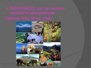  RENOVABLES: son los recursos
capaces de autogenerarse.
Ejemplo: flora, fauna, suelo.
 