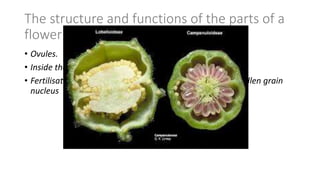 The structure and functions of the parts of a
flower
• Ovules.
• Inside the ovules, female gametes are formed by meiosis.
• Fertilisation occurs when an ovule nucleus fuses with a pollen grain
nucleus
 