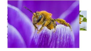 Pollination and fertilisation in flowers
• Insect-pollination
Insects are attracted to the flower
Brightly-coloured petals and sweet scent (nectar)
Insects follow the guideline down the petal to the nectary, brushing
past anthers (coating itself in pollen) along the way.
 