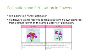 Pollination and fertilisation in flowers
• Self-pollination / Cross-pollination
• If a flower's stigma receives pollen grains from it's own anther (or
from another flower on the same plant) = self-pollination.
 