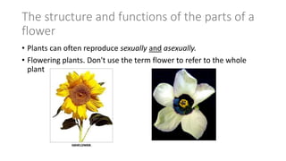 The structure and functions of the parts of a
flower
• Plants can often reproduce sexually and asexually.
• Flowering plants. Don't use the term flower to refer to the whole
plant
 