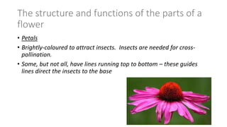 The structure and functions of the parts of a
flower
• Petals
• Brightly-coloured to attract insects. Insects are needed for cross-
pollination.
• Some, but not all, have lines running top to bottom – these guides
lines direct the insects to the base
 