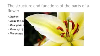 The structure and functions of the parts of a
flower
• Stamen
• Inside the petals.
• Male parts of the flower
• Made up of a long filament with an anther at the top.
• The anthers contain pollen grains, which contain male gametes.
 