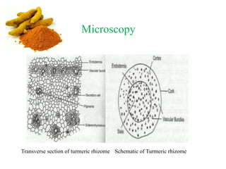 Microscopy
Transverse section of turmeric rhizome Schematic of Turmeric rhizome
 