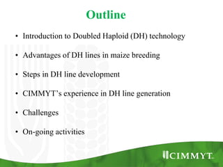 Outline
• Introduction to Doubled Haploid (DH) technology

• Advantages of DH lines in maize breeding

• Steps in DH line development

• CIMMYT’s experience in DH line generation

• Challenges

• On-going activities
 