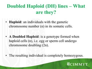 Doubled Haploid (DH) lines – What
           are they?
• Haploid: an individuals with the gametic
  chromosome number (n) in its somatic cells.

• A Doubled Haploid: is a genotype formed when
  haploid cells (n), i.e. egg or sperm cell undergo
  chromosome doubling (2n).

• The resulting individual is completely homozygous.
 