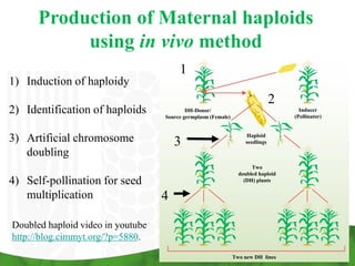 Production of Maternal haploids
           using in vivo method
                                        1
1) Induction of haploidy
                                                                               2
2) Identification of haploids              DH-Donor/
                                   Source germplasm (Female)
                                                                                     Inducer
                                                                                   (Pollinator)



3) Artificial chromosome               3
                                                                    Haploid
                                                                   seedlings

   doubling
                                                                      Two
                                                                 doubled haploid
4) Self-pollination for seed                                       (DH) plants

   multiplication                  4

Doubled haploid video in youtube
http://blog.cimmyt.org/?p=5880.
                                                               Two new DH lines
 