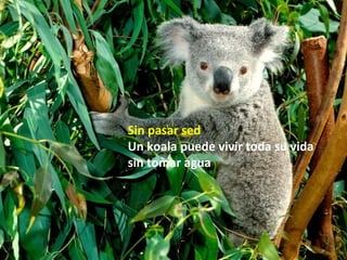 Sin pasar sed
Un koala puede vivir toda su vida
sin tomar agua
 