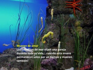 Mueren de amor
Los caballitos de mar elijen una pareja
durante toda su vida... cuando esta muere
permanecen solos por un tiempo y mueren
también!
 